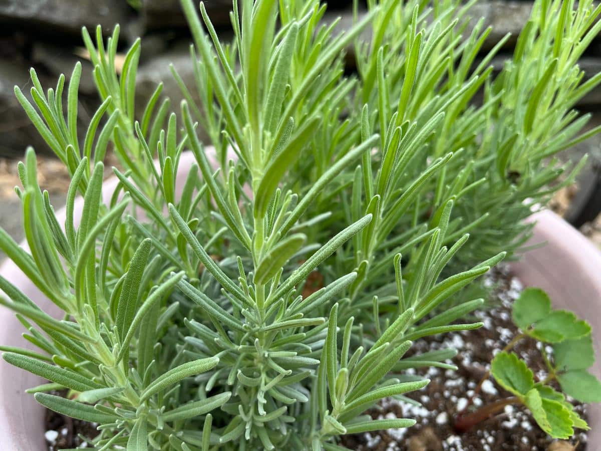 Lavender container garden