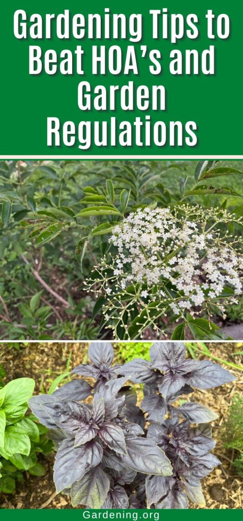 Gardening Tips to Beat HOA’s and Garden Regulations pinterest image.