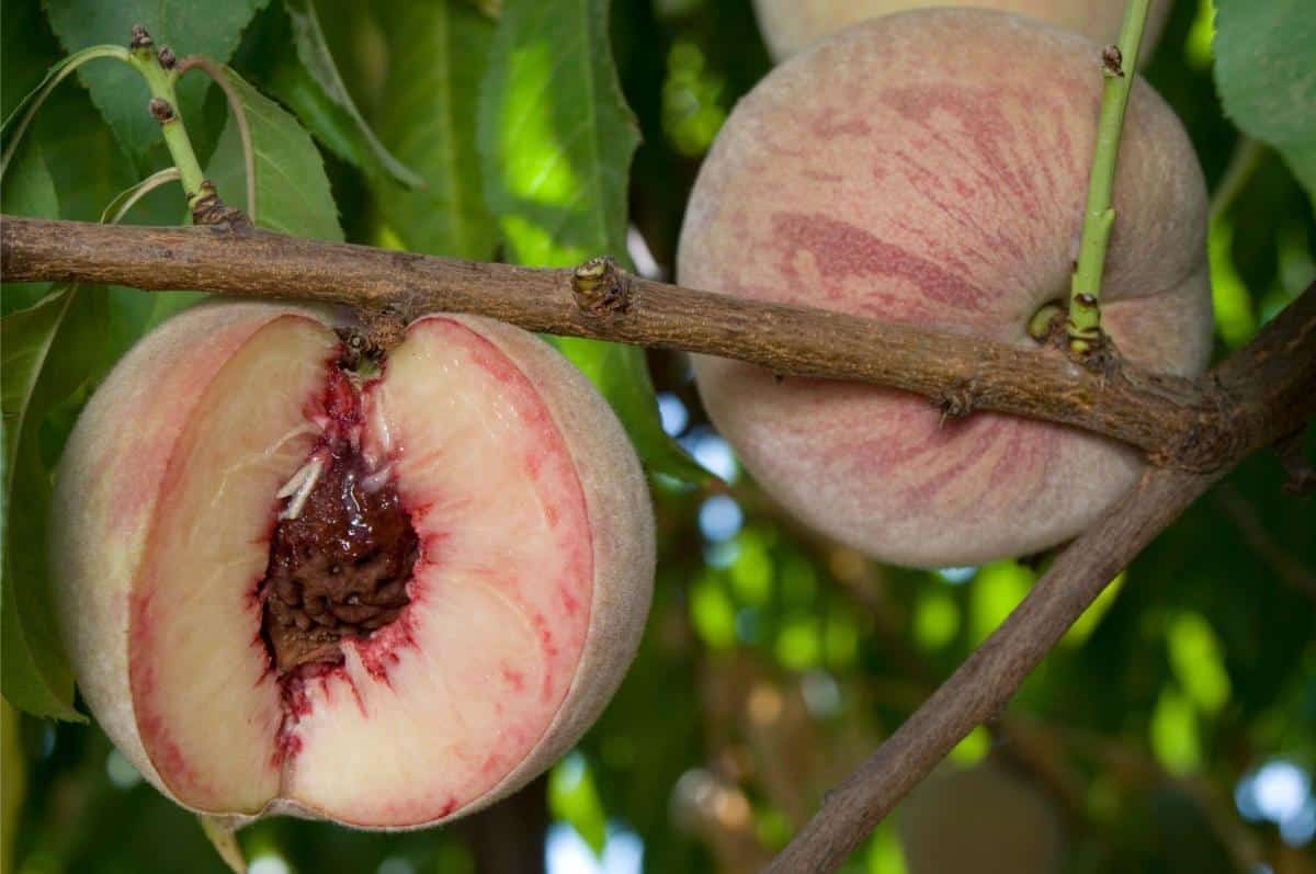 Indian free peach