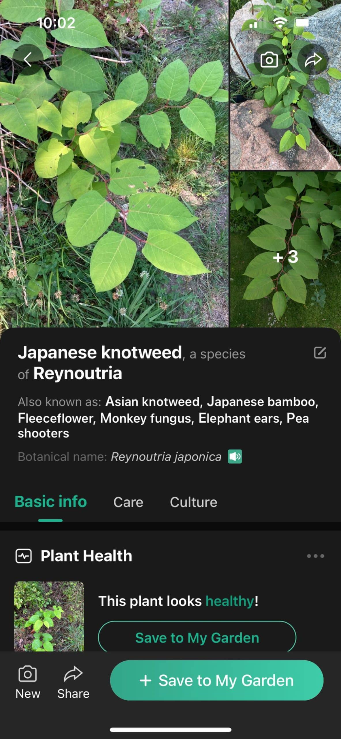 Plant ID app showing Japanese knotweed