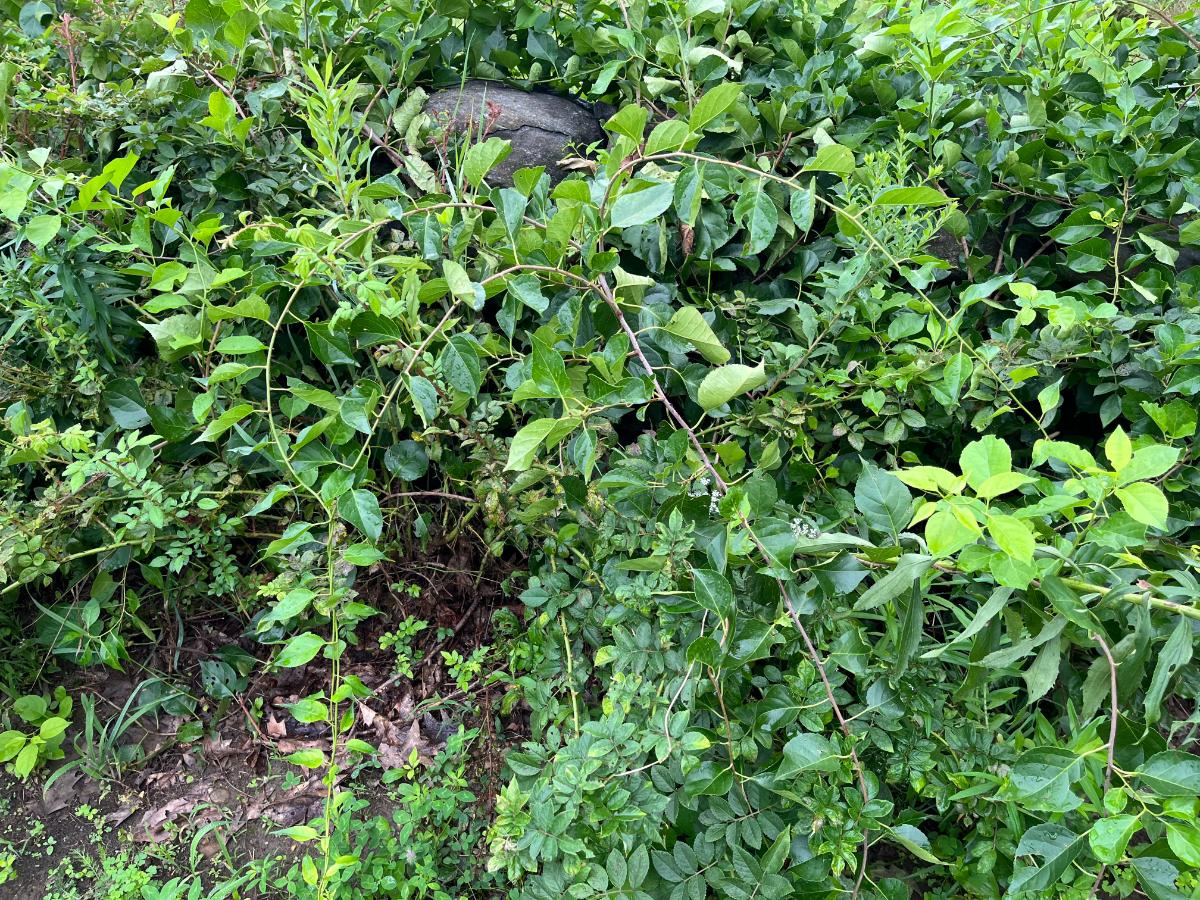 Multiflora rose and bittersweet, both invasive