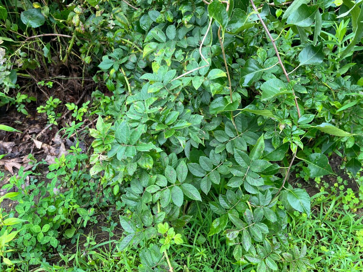 Multiflora rose and Oriental bittersweet