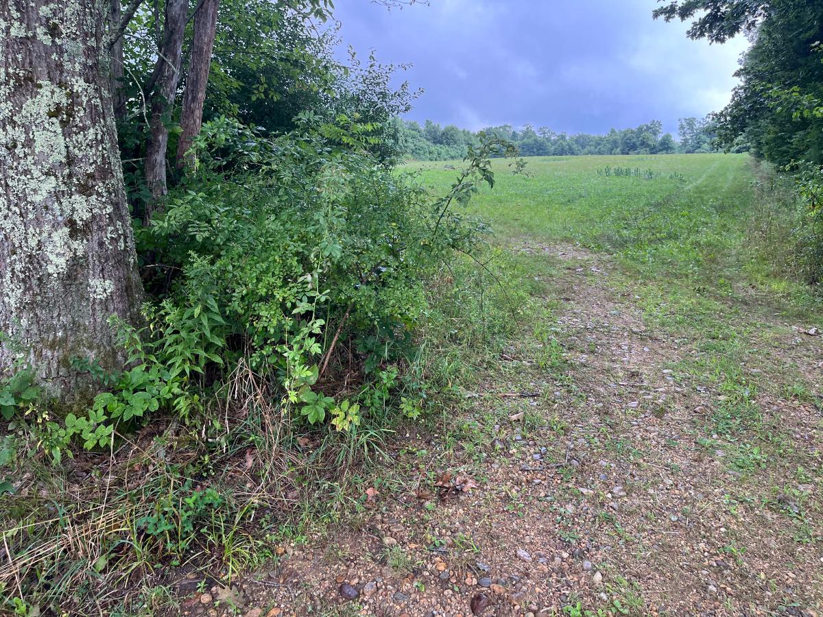 Multiflora rose in a field barway