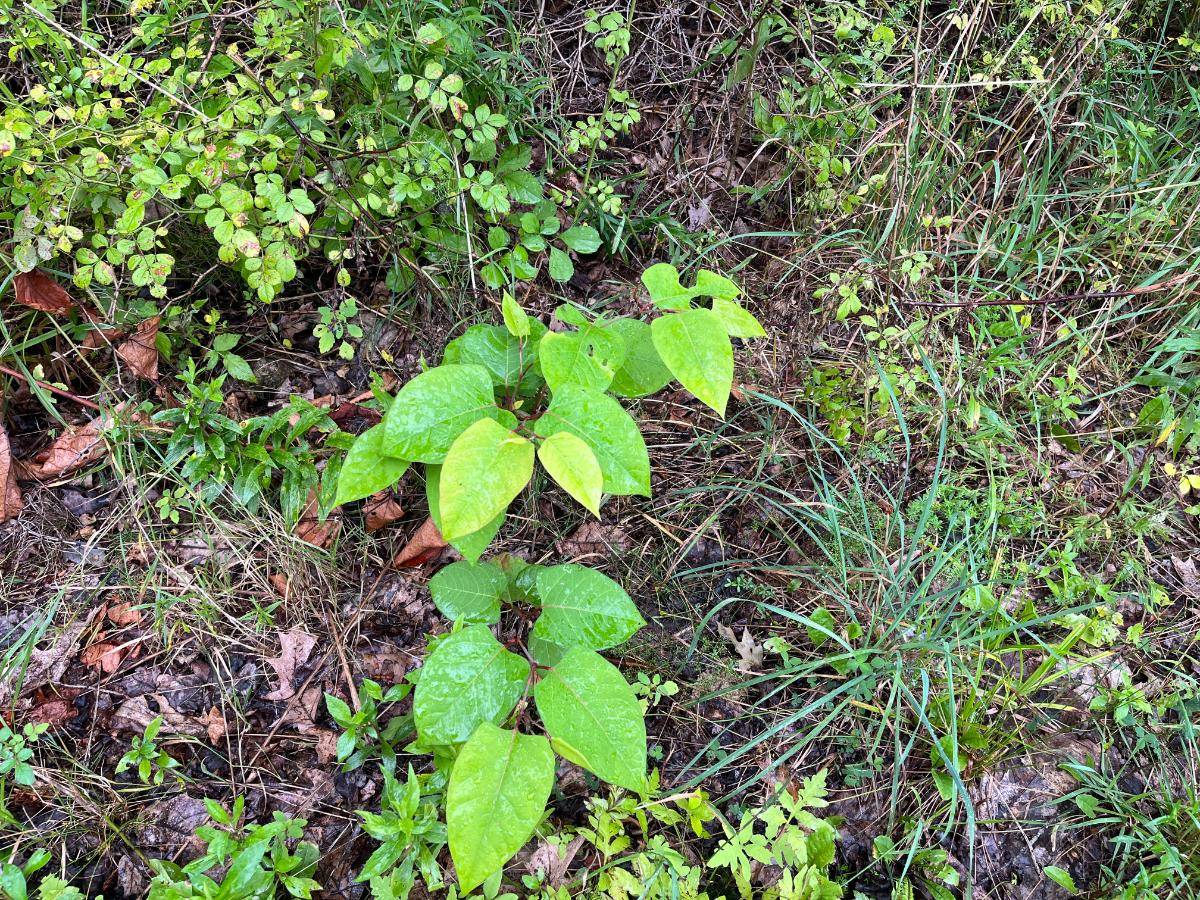 young Japanese knotweed plant