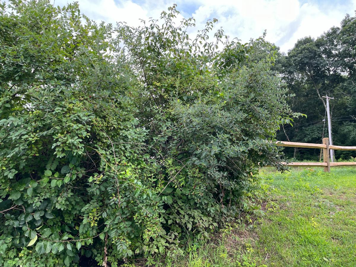 Honeysuckle and invasive bittersweet