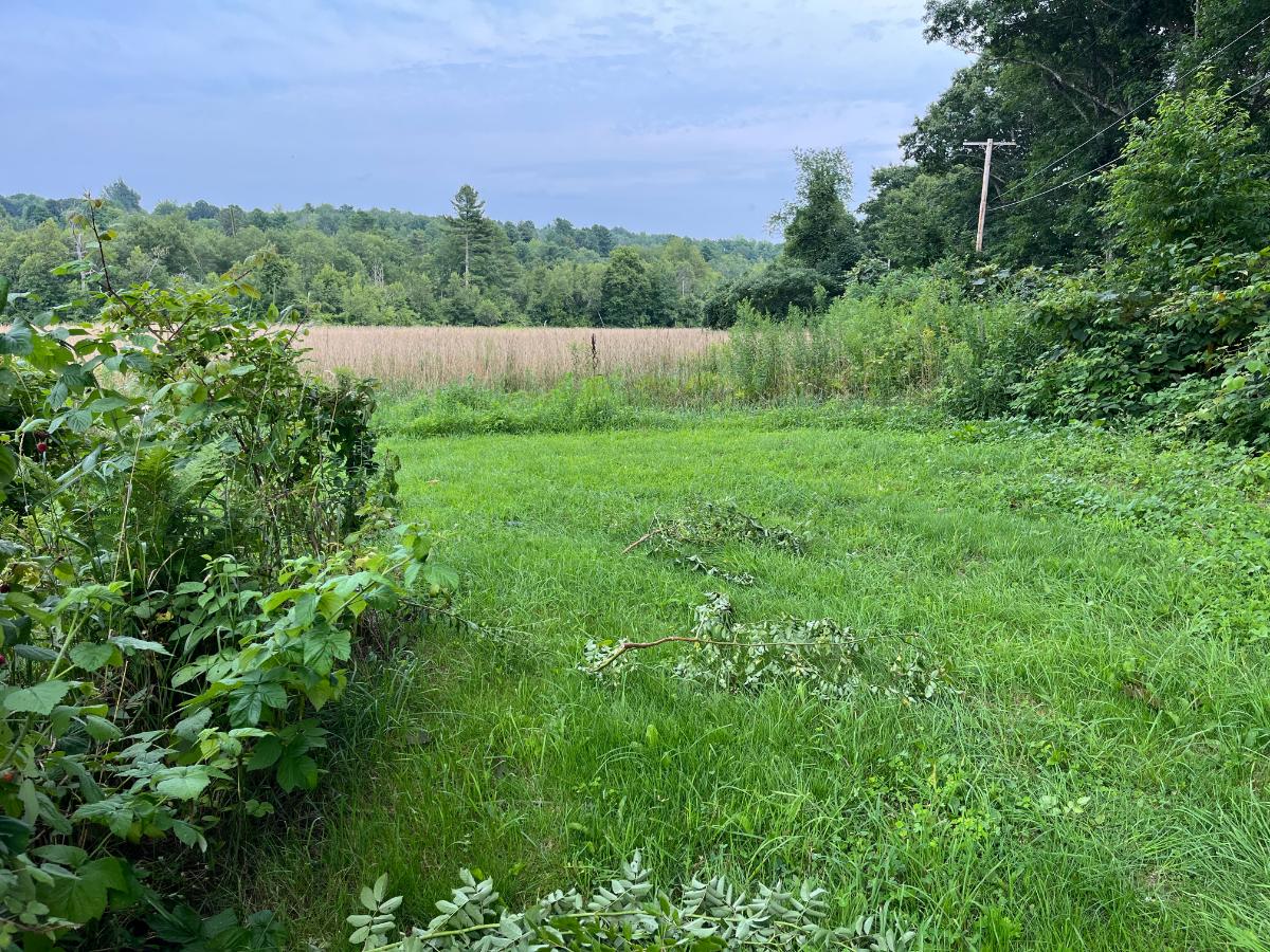 Cutting out invasive bittersweet and multiflora rose