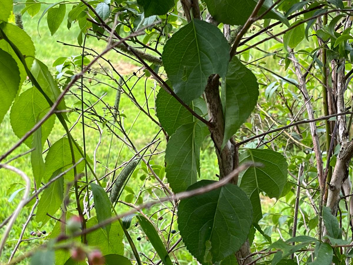 Drooping bittersweet after cutting back