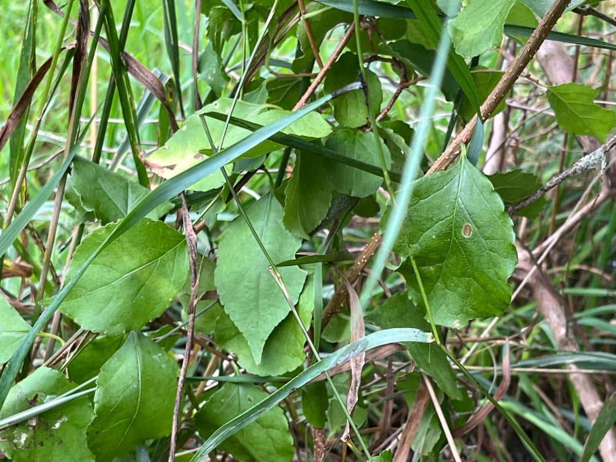 Invasive Oriental bittersweet