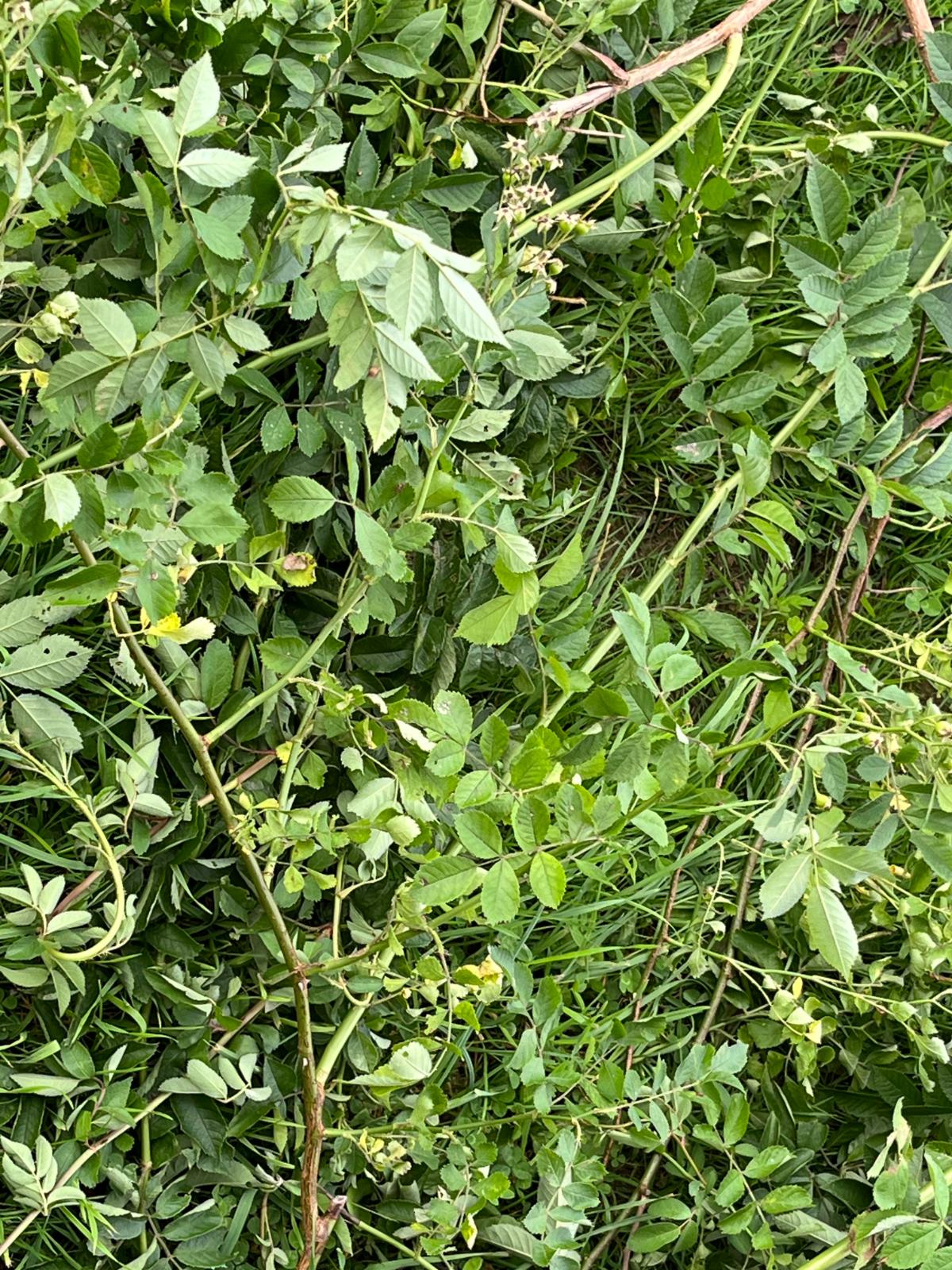 Cuttings from invasive multiflora rose on the ground