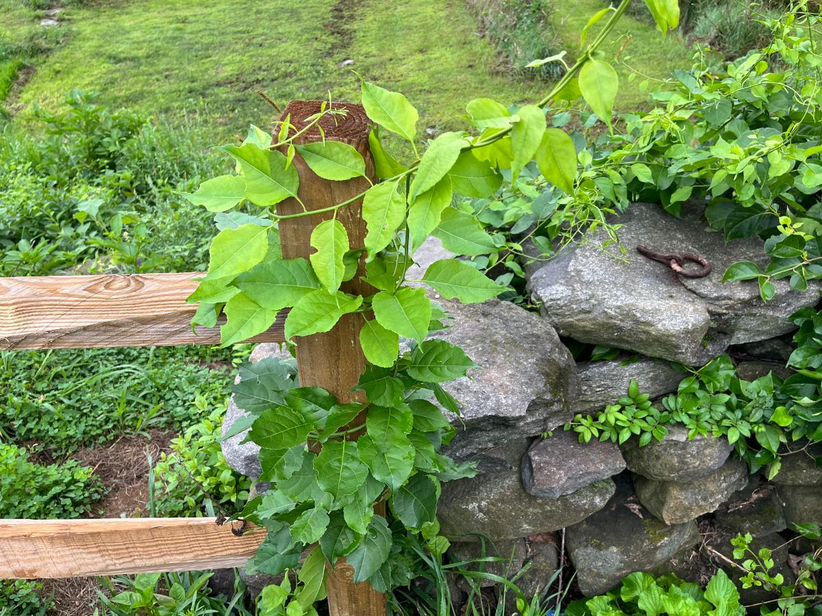 Bittersweet climbing a fence post