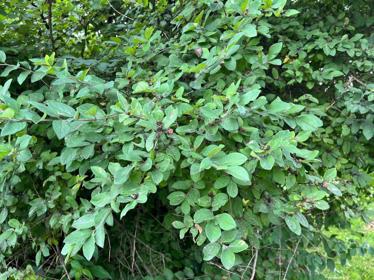 Invasive honeysuckle plant