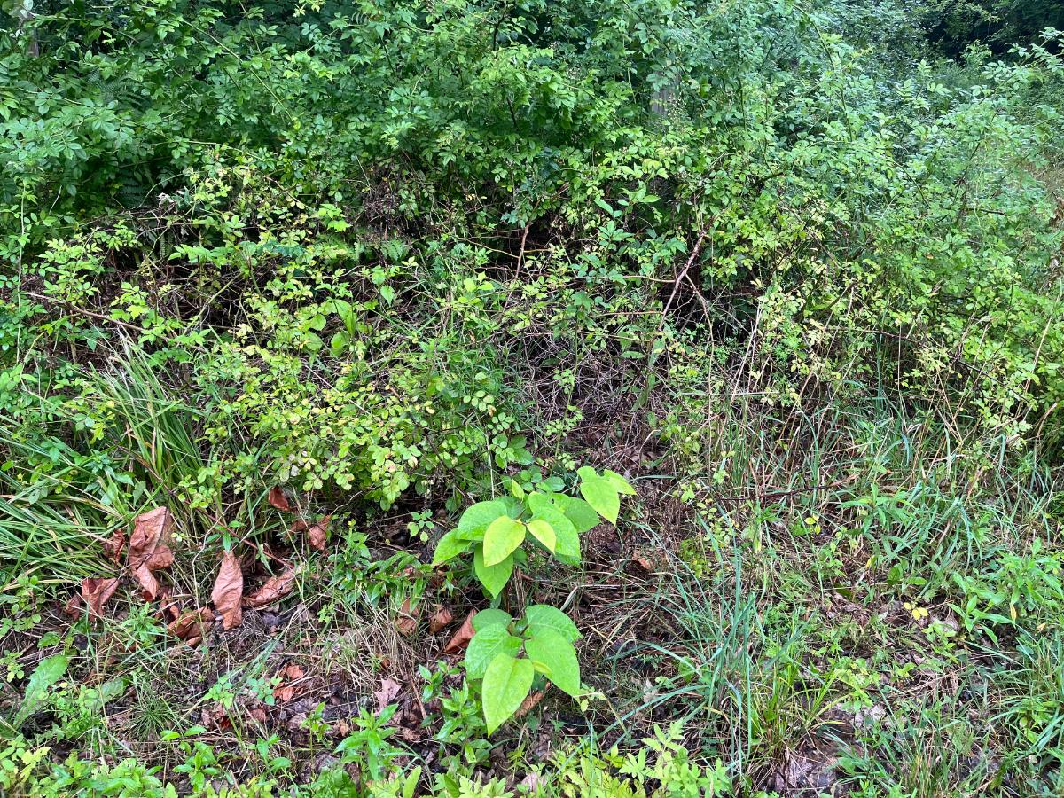 Young Japanese knotweed with multiflora rose in the background