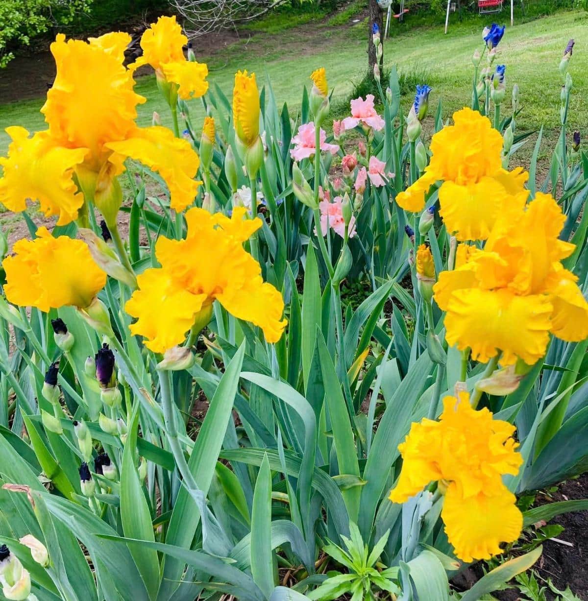Fast maturing irises