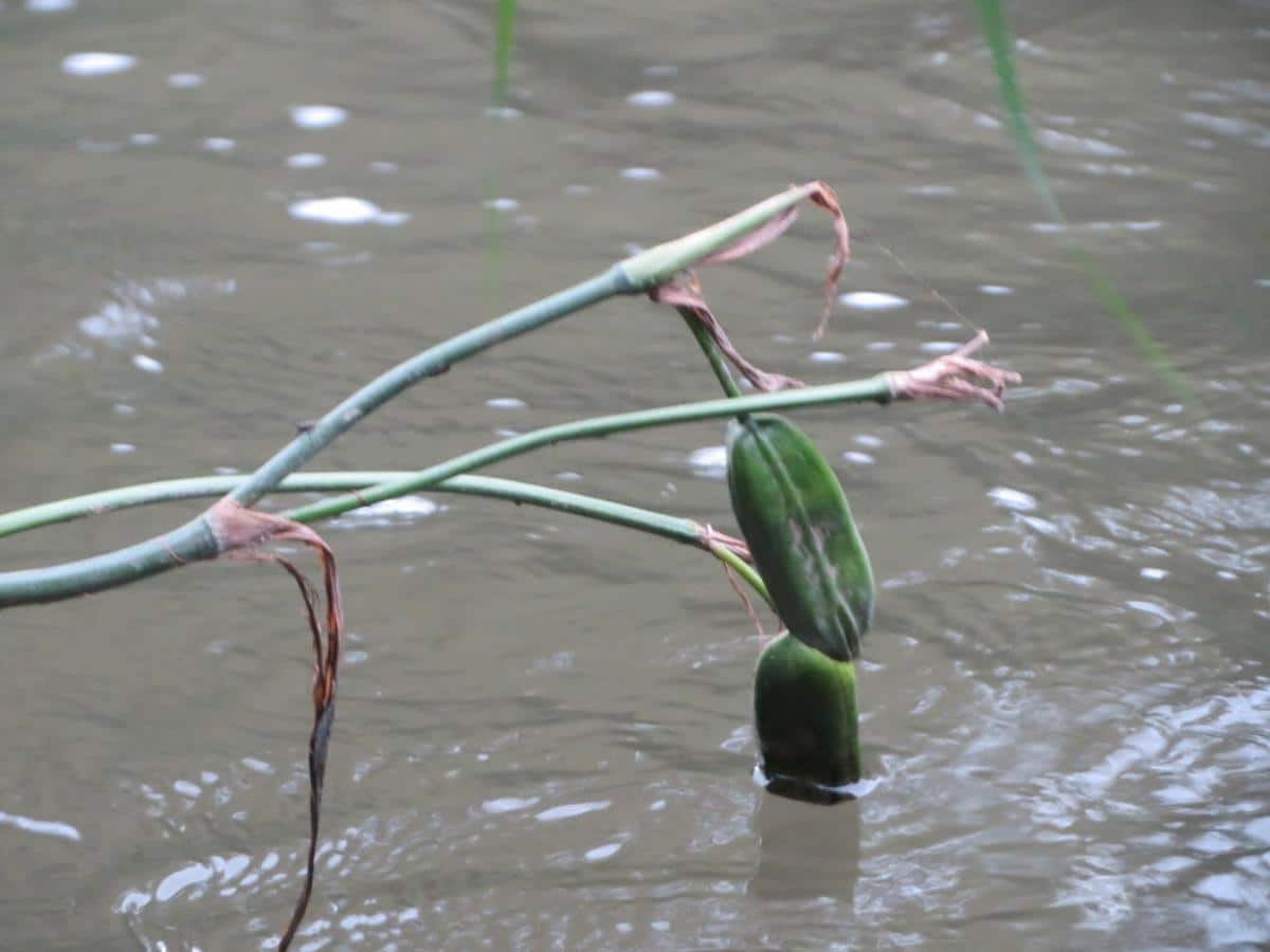 Seed pods of yellow flag iris dropping in water