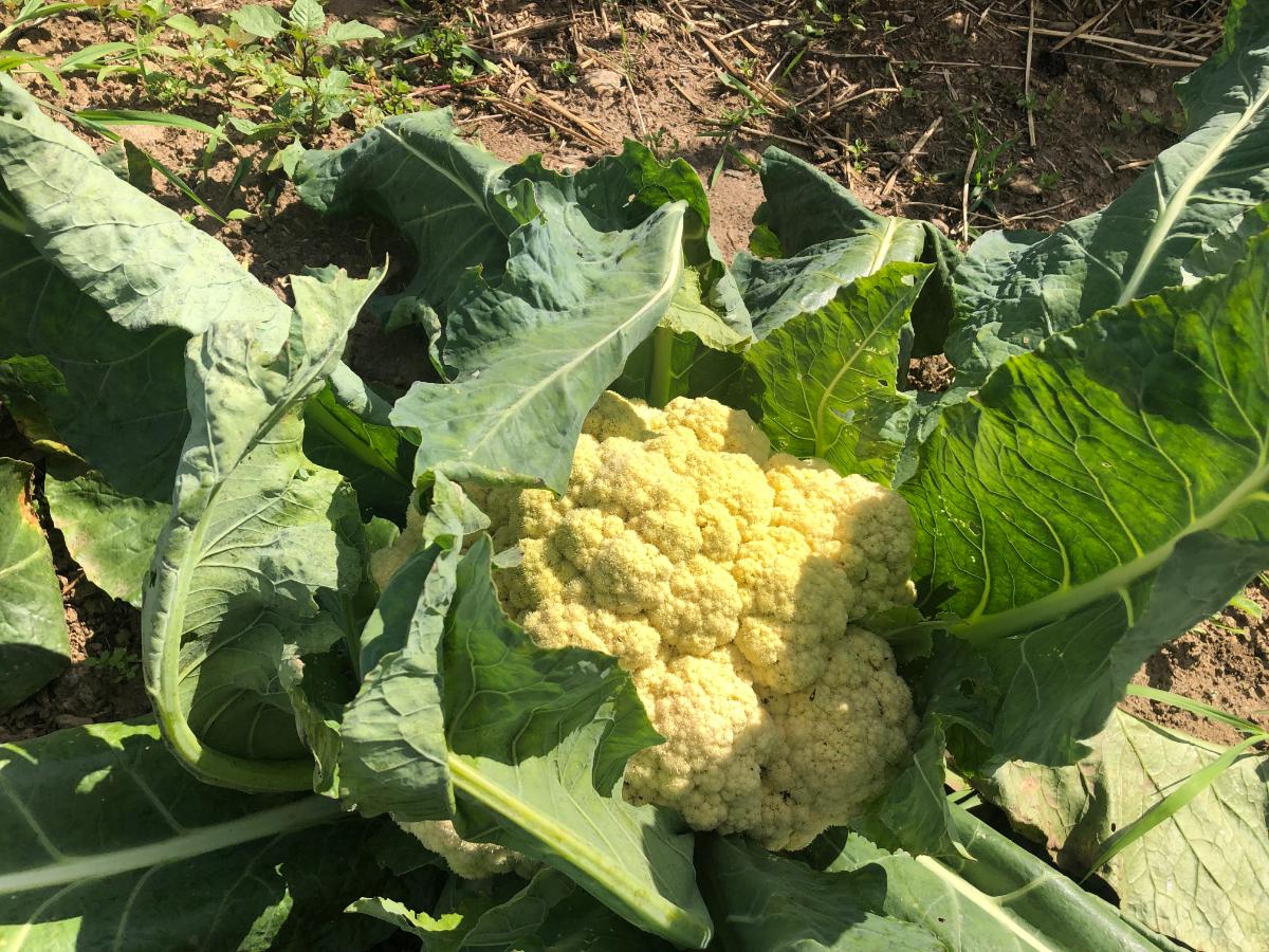 Cauliflower head with leaves