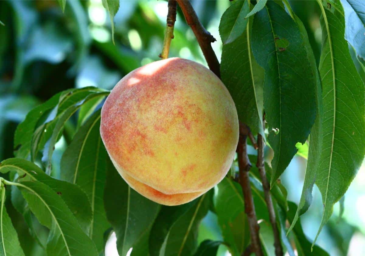 Loring peach variety
