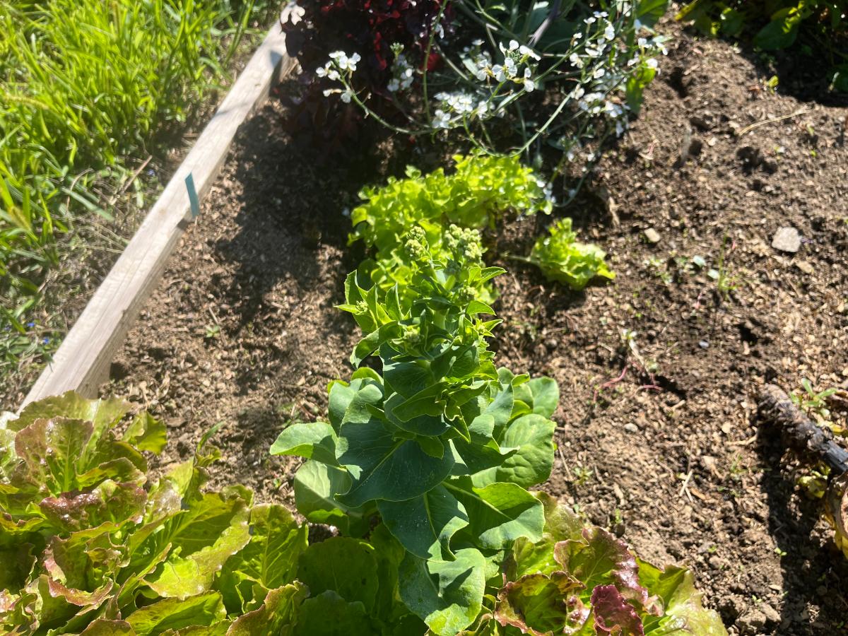 Lettuce going to seed