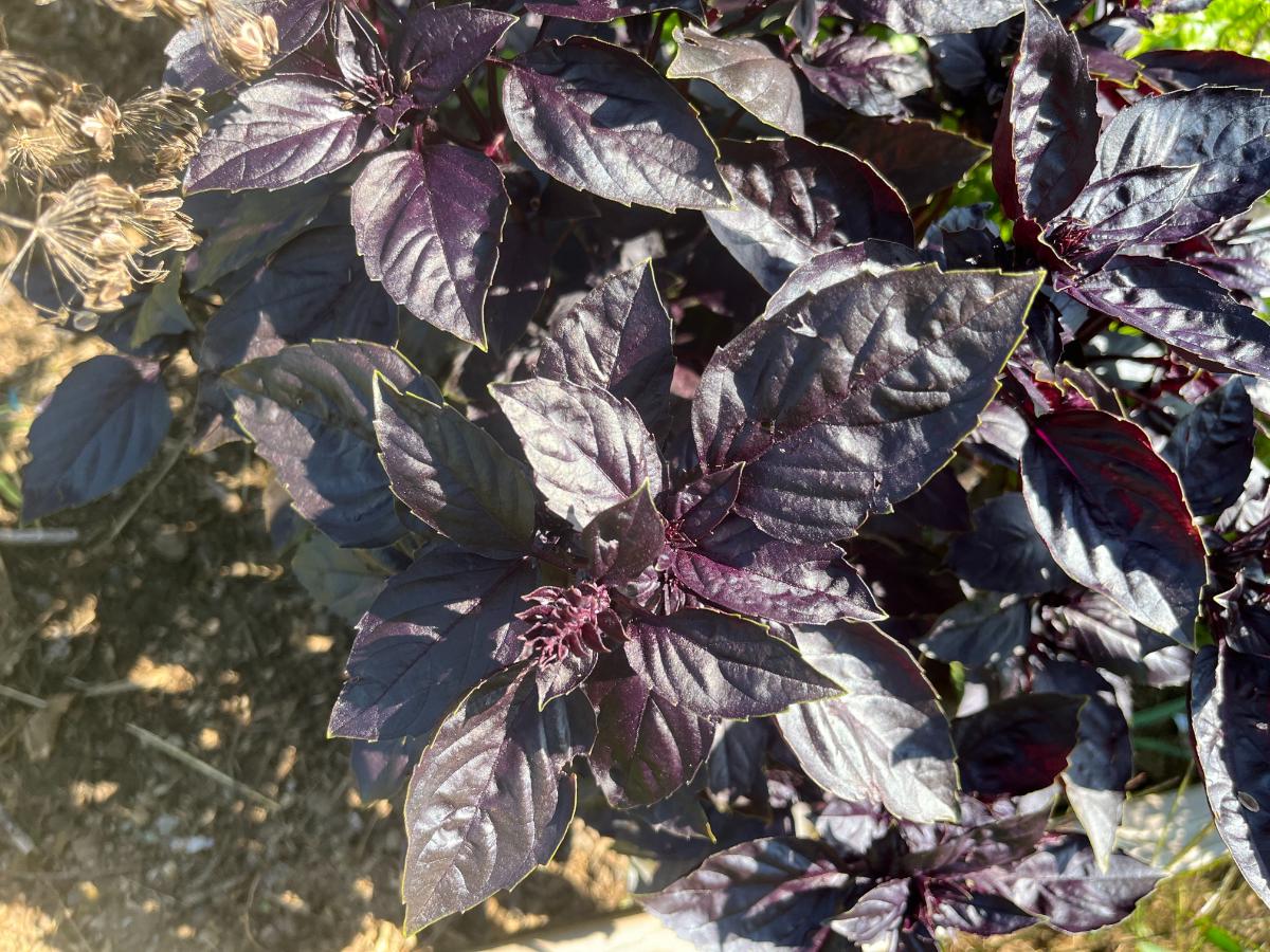 Purple basil, a good microgreen plant