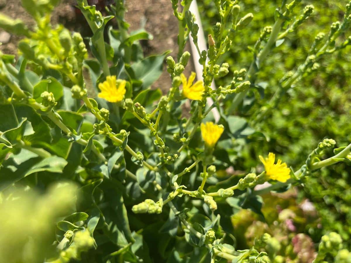 Flowering lettuce going to seed