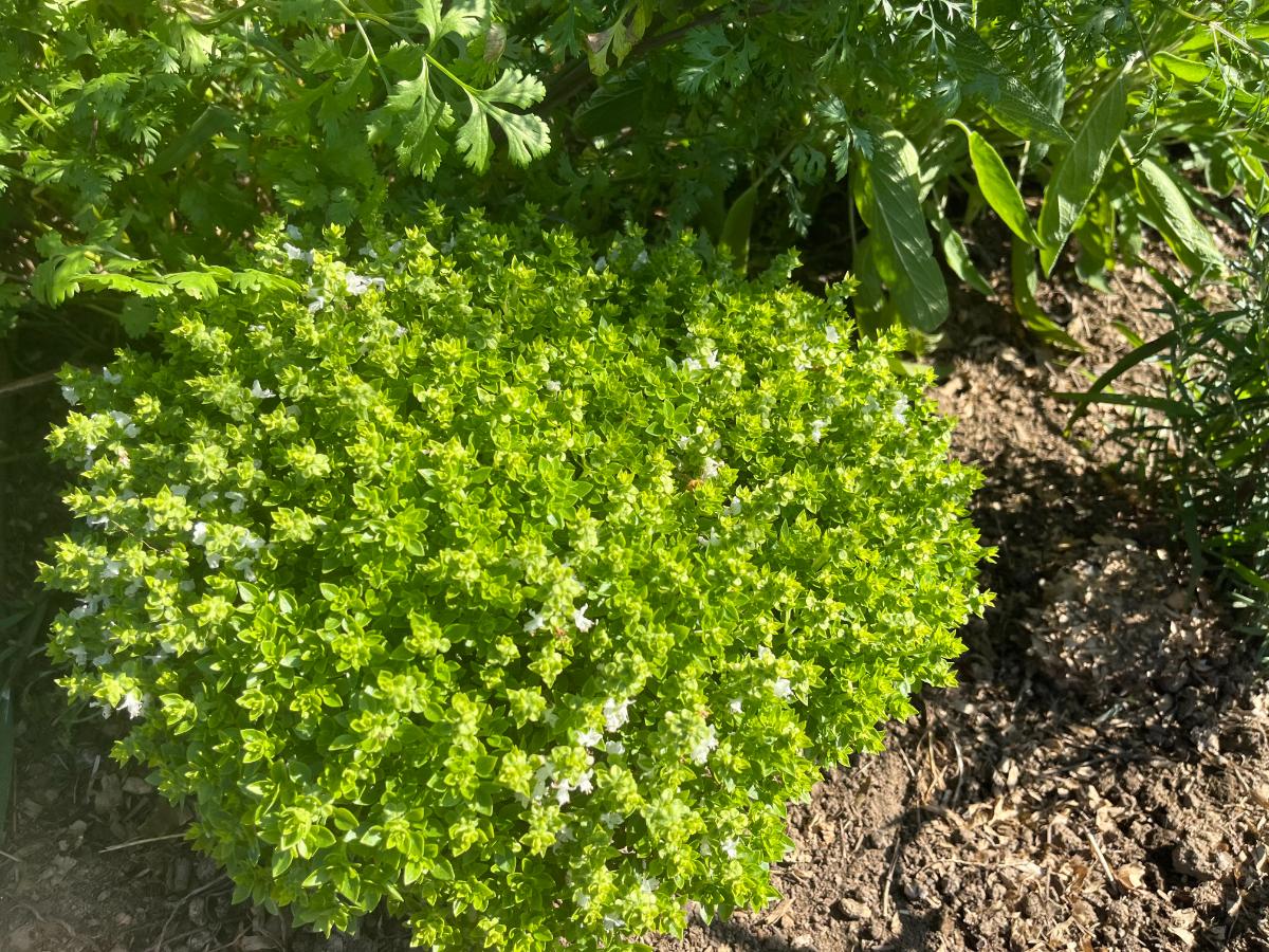 Piccolino "ball" basil