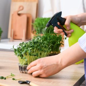 Spraying microgreens with water.