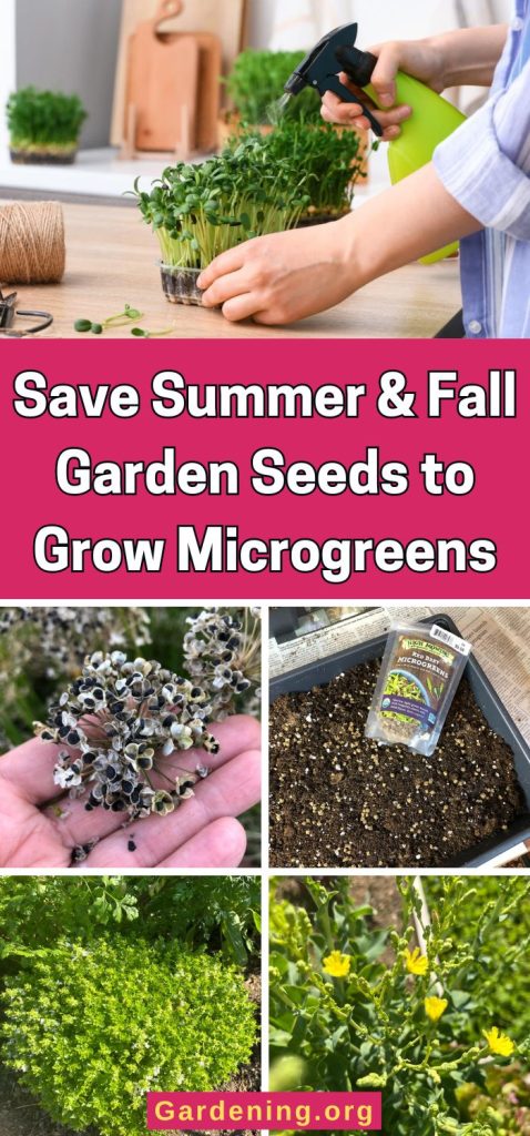 Save Summer & Fall Garden Seeds to Grow Microgreens pinterest image.