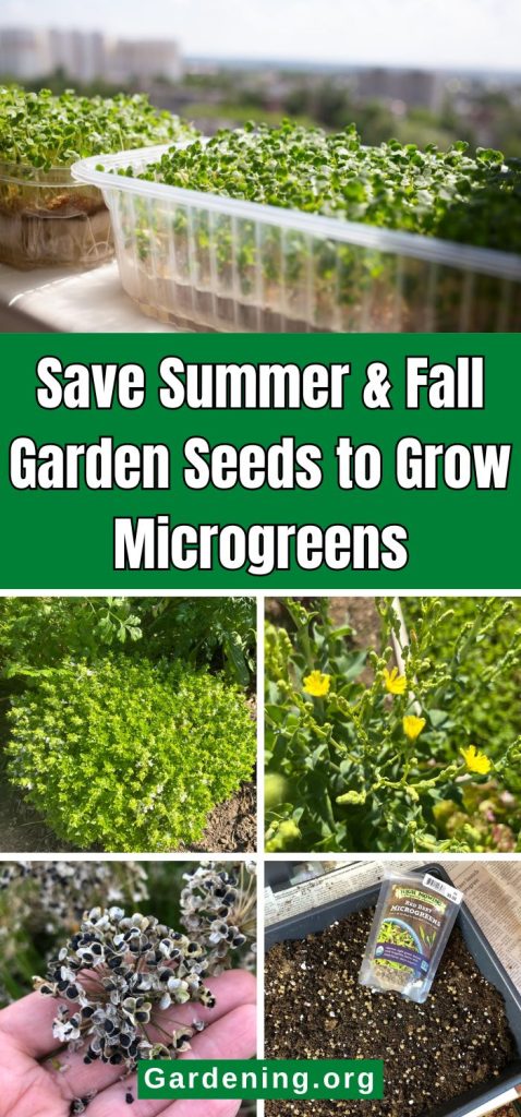 Save Summer & Fall Garden Seeds to Grow Microgreens pinterest image.