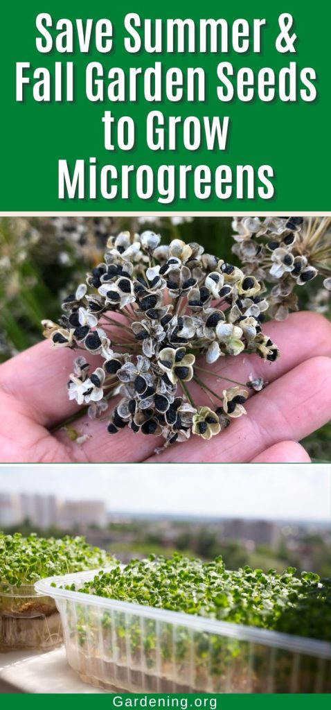 Save Summer & Fall Garden Seeds to Grow Microgreens pinterest image.