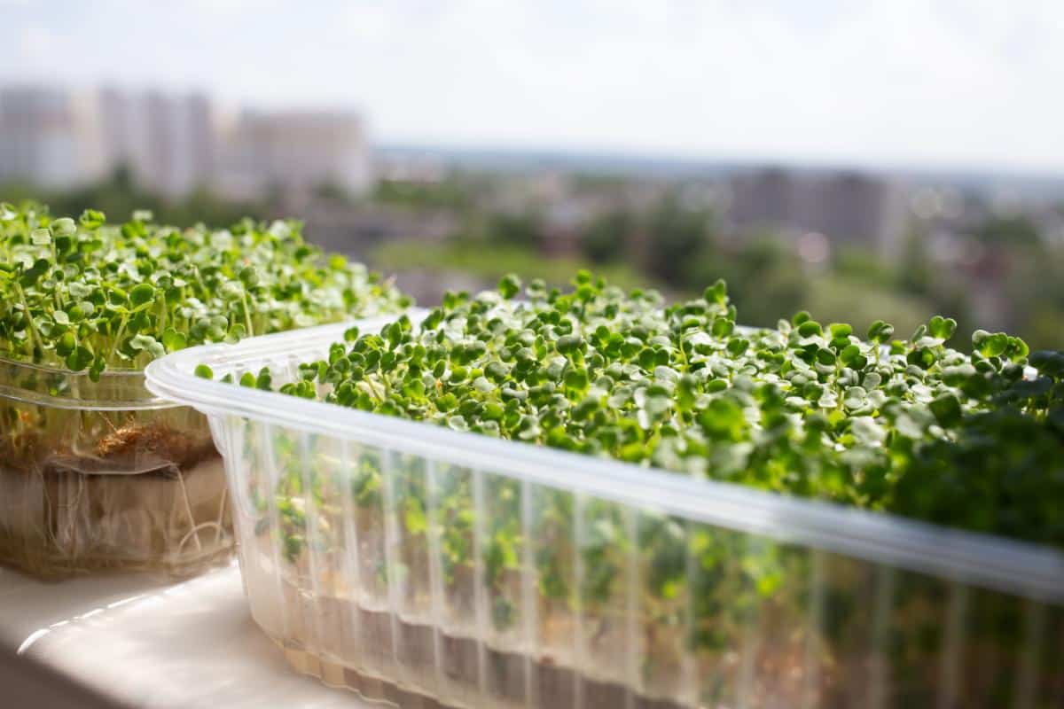 Trays of microgreens