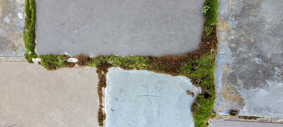 Moss growing between pavers
