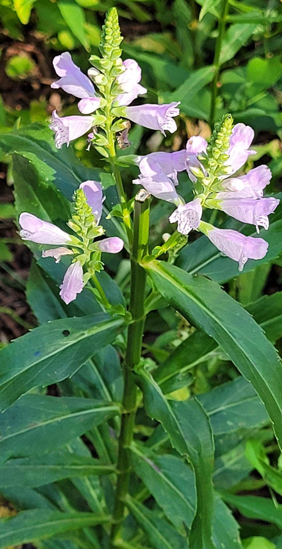 Obedient plant (a misnomer!)