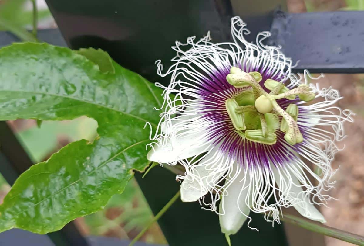 Passionfruit flowers