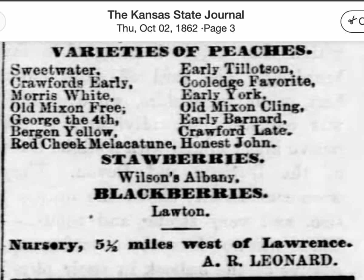 Vintage peach variety list