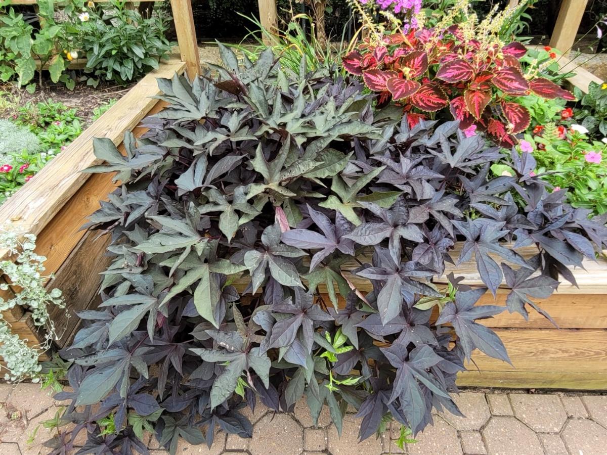 Spreading perennial plants