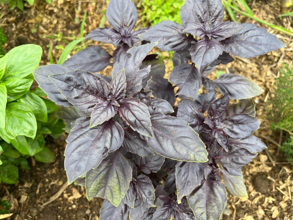 Purple basil plant