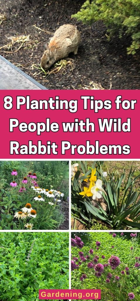 8 Planting Tips for People with Wild Rabbit Problems pinterest image.