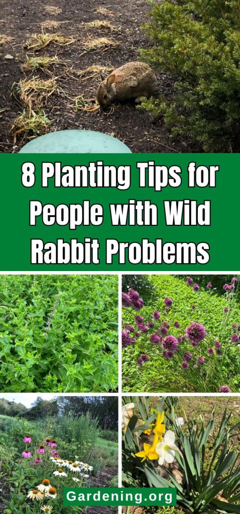 8 Planting Tips for People with Wild Rabbit Problems pinterest image.