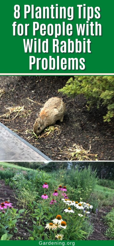 8 Planting Tips for People with Wild Rabbit Problems pinterest image.