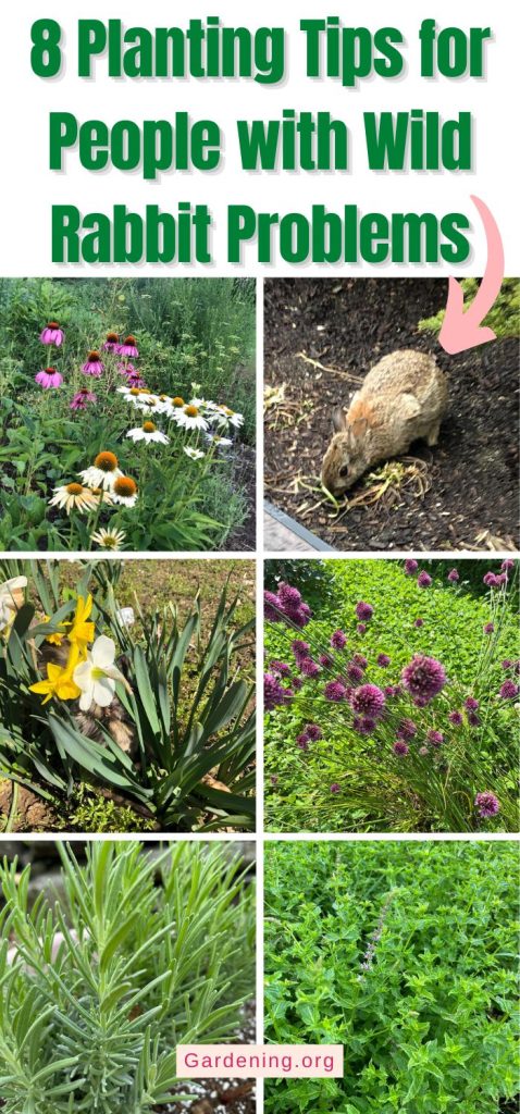 8 Planting Tips for People with Wild Rabbit Problems pinterest image.