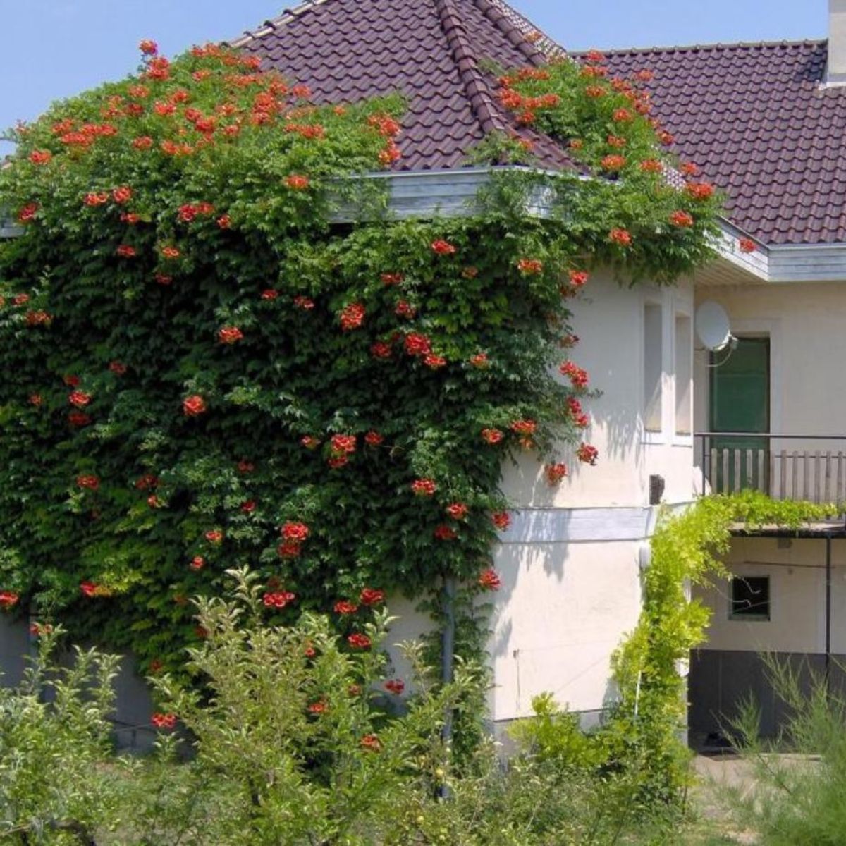 Trumpet Vine growing on the wall of a house.