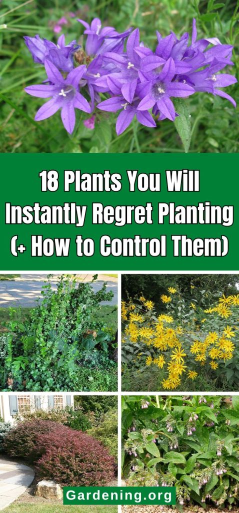 18 Plants You Will Instantly Regret Planting (+ How to Control Them) pinterest image.