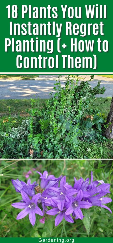 18 Plants You Will Instantly Regret Planting (+ How to Control Them) pinterest image.