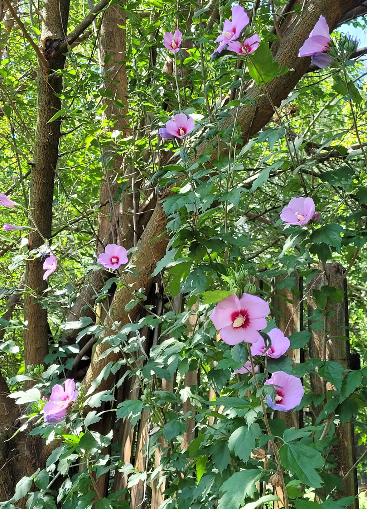 Rose of Sharon blooming