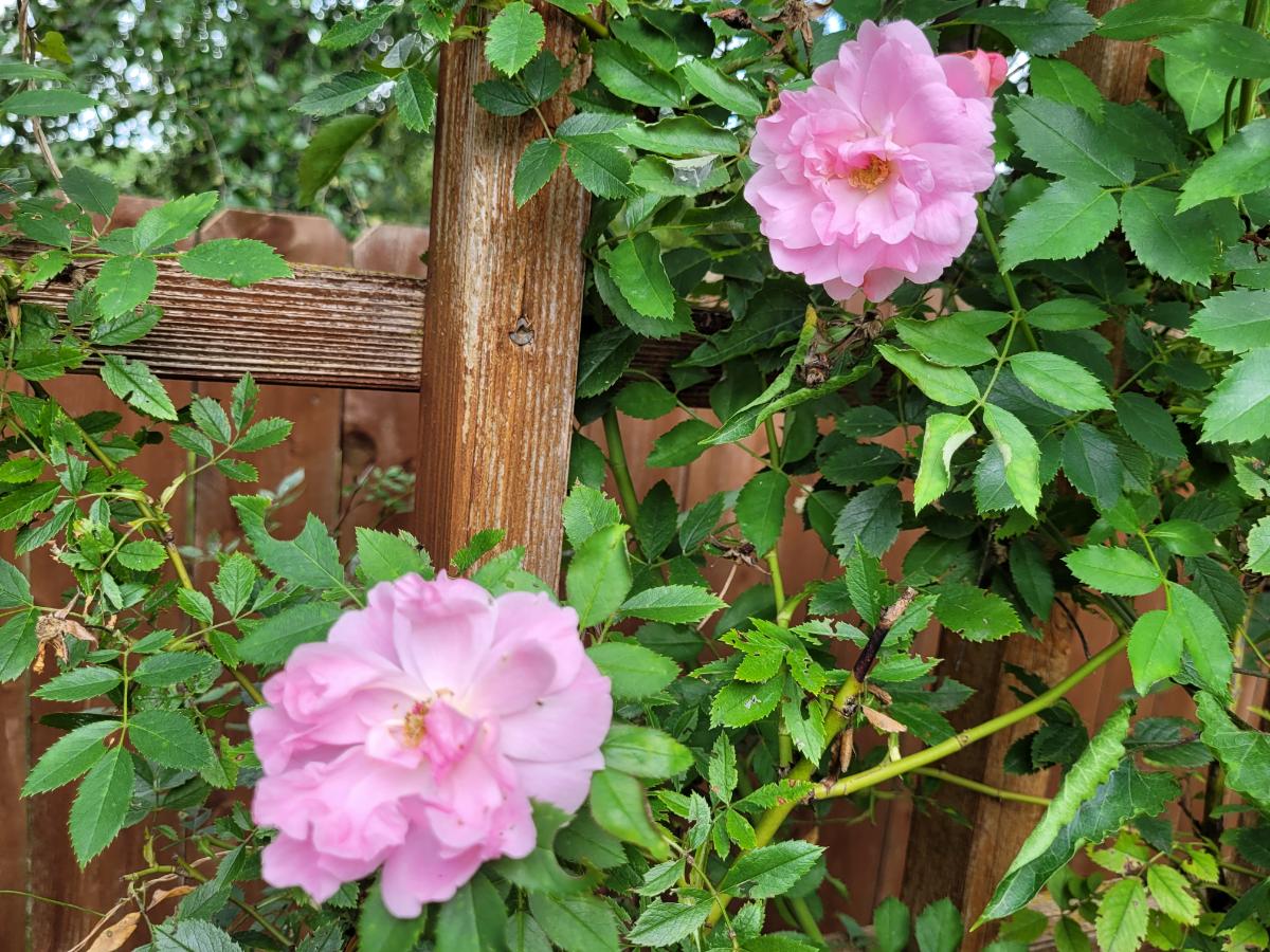 Aged trellises help make gardens look mature