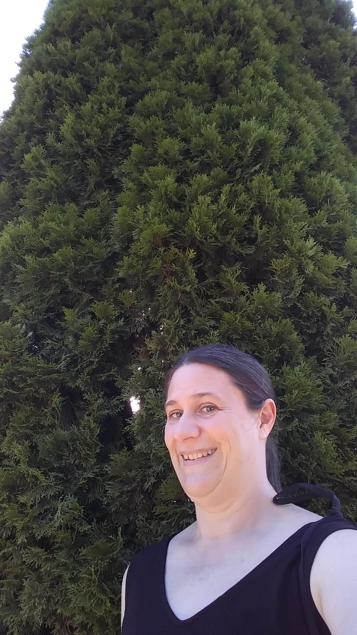 20 year old arborvitae