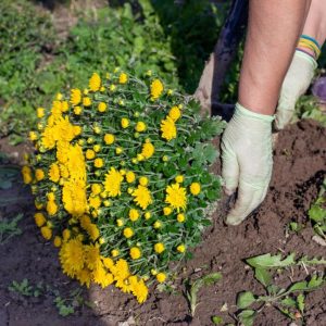 A gardener is planting yellow mums.