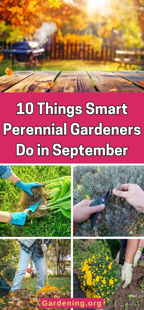 10 Things Smart Perennial Gardeners Do in September pinterest image.