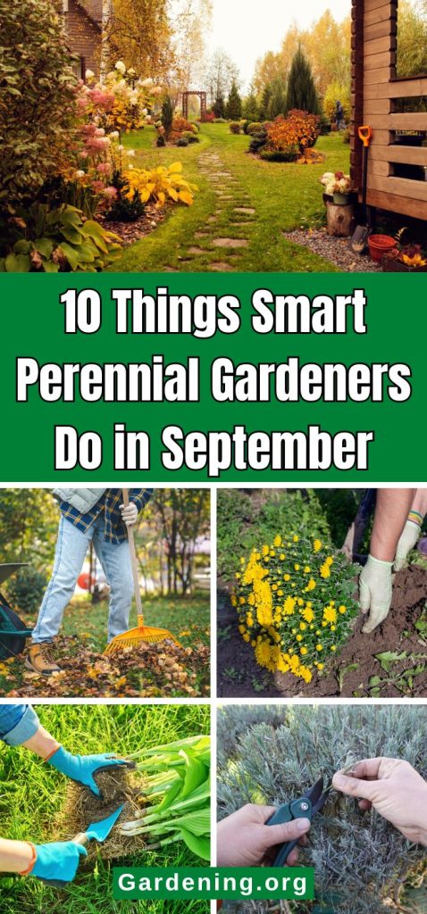 10 Things Smart Perennial Gardeners Do in September pinterest image.