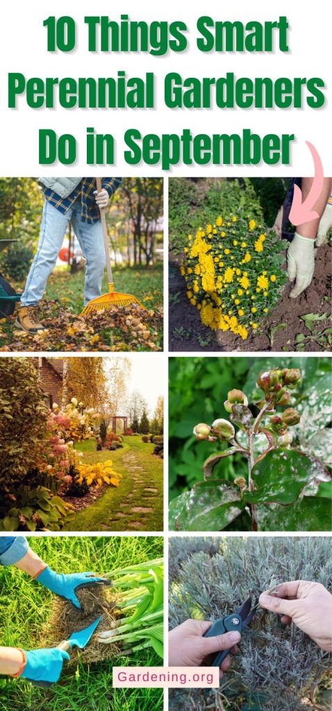 10 Things Smart Perennial Gardeners Do in September pinterest image.