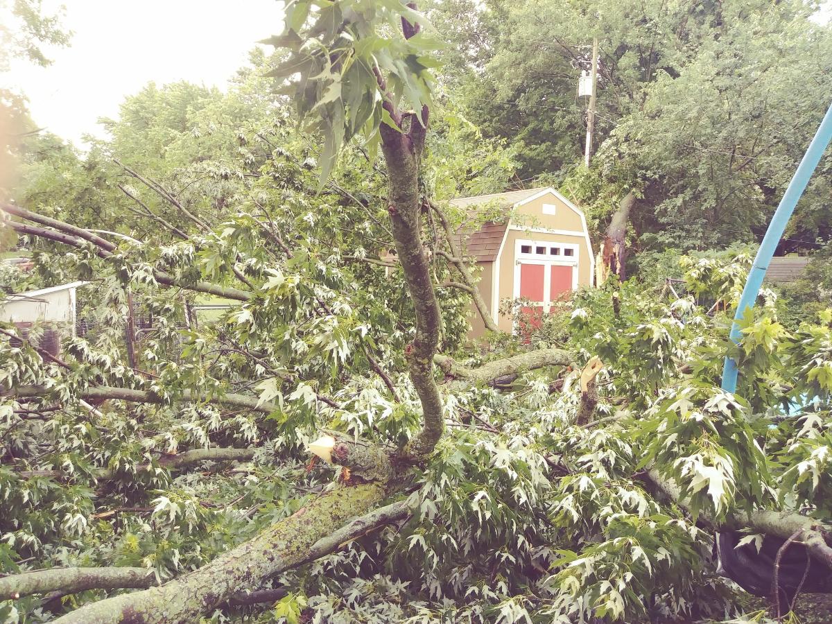 A broken silver maple tree